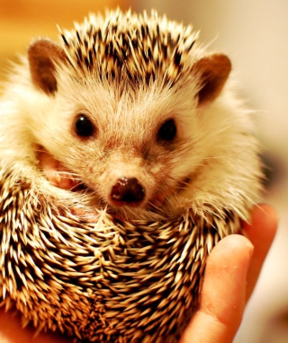 Little Hedgehog - Obrázkek zdarma pro iPhone 5