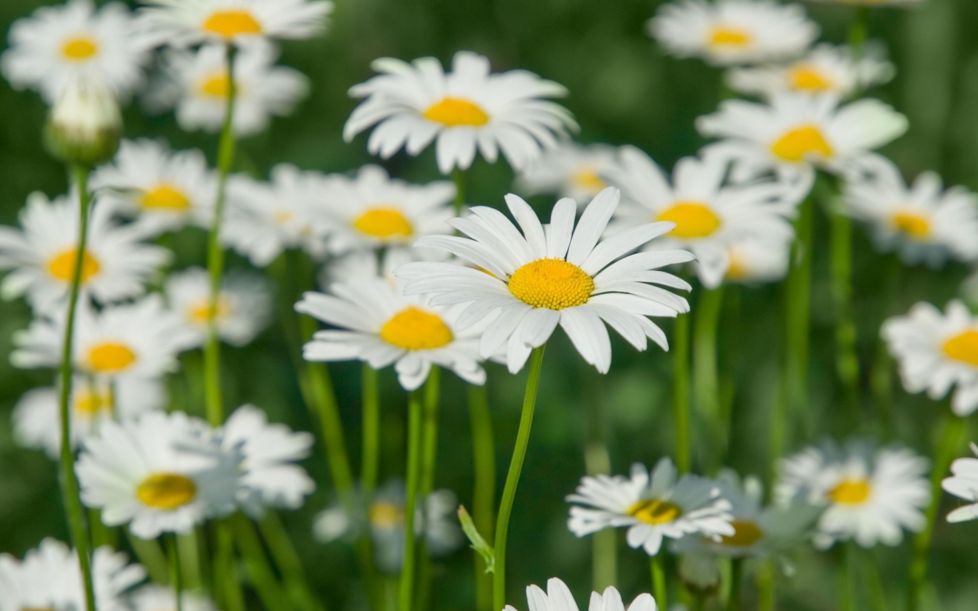 Обои Daisy Field 1920x1200