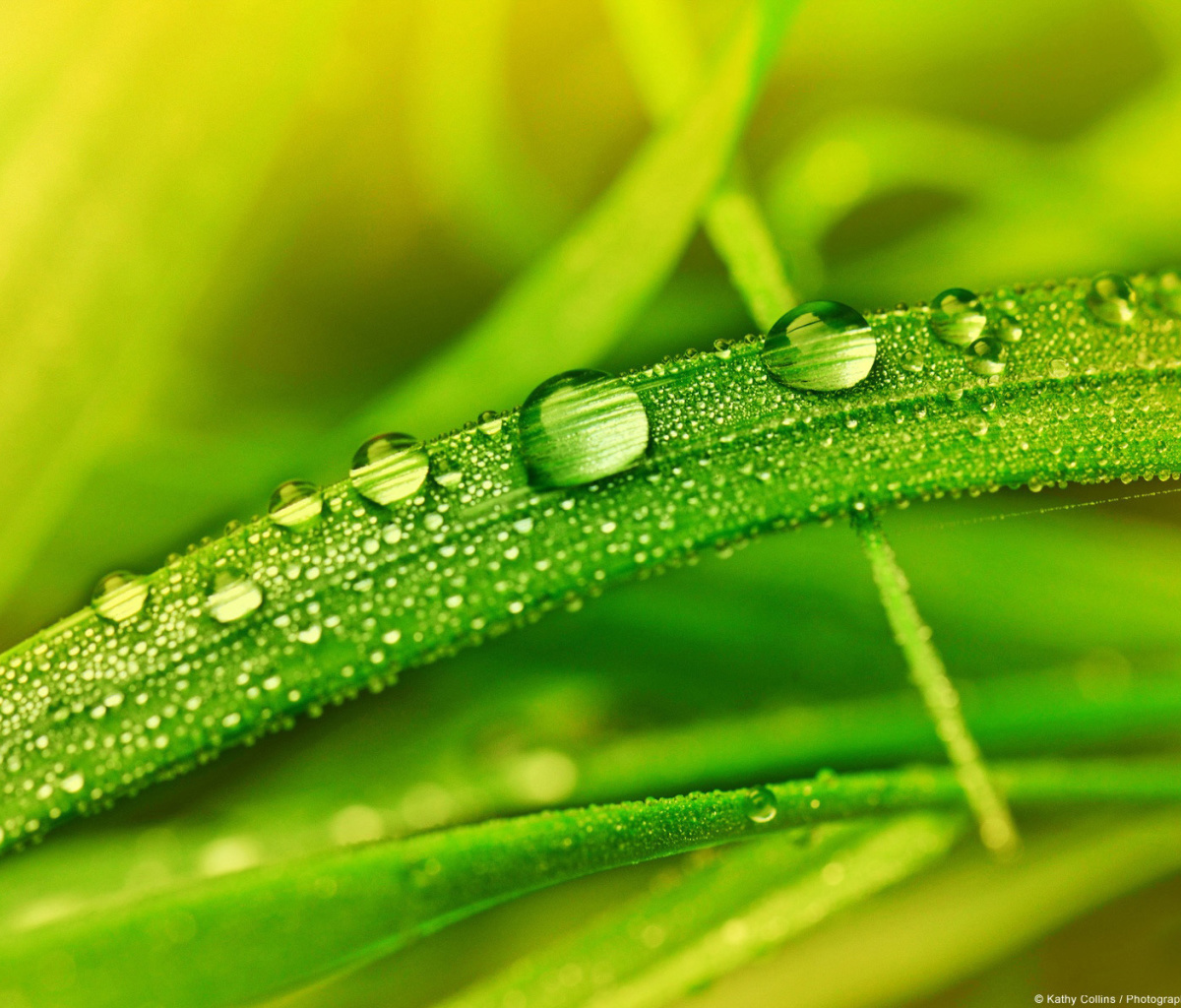 Dew on Grass screenshot #1 1200x1024