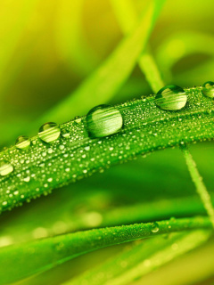 Dew on Grass wallpaper 240x320