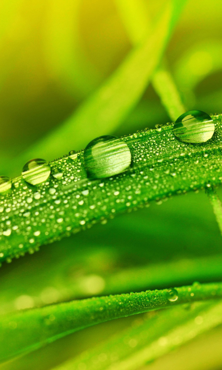 Обои Dew on Grass 768x1280