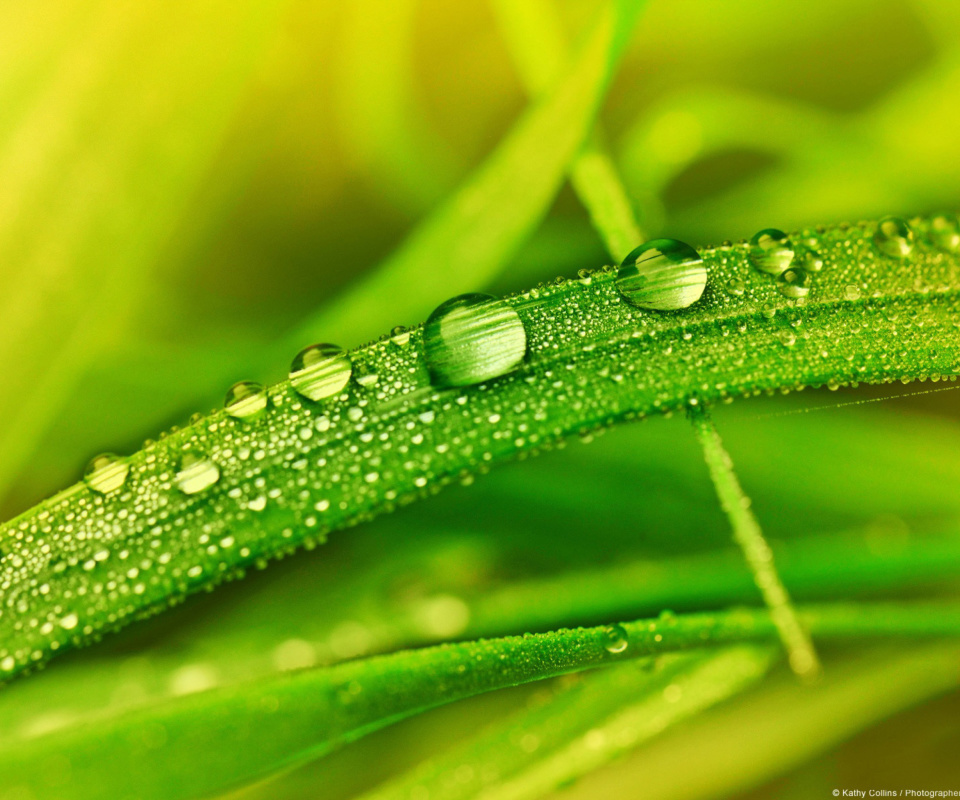 Dew on Grass screenshot #1 960x800
