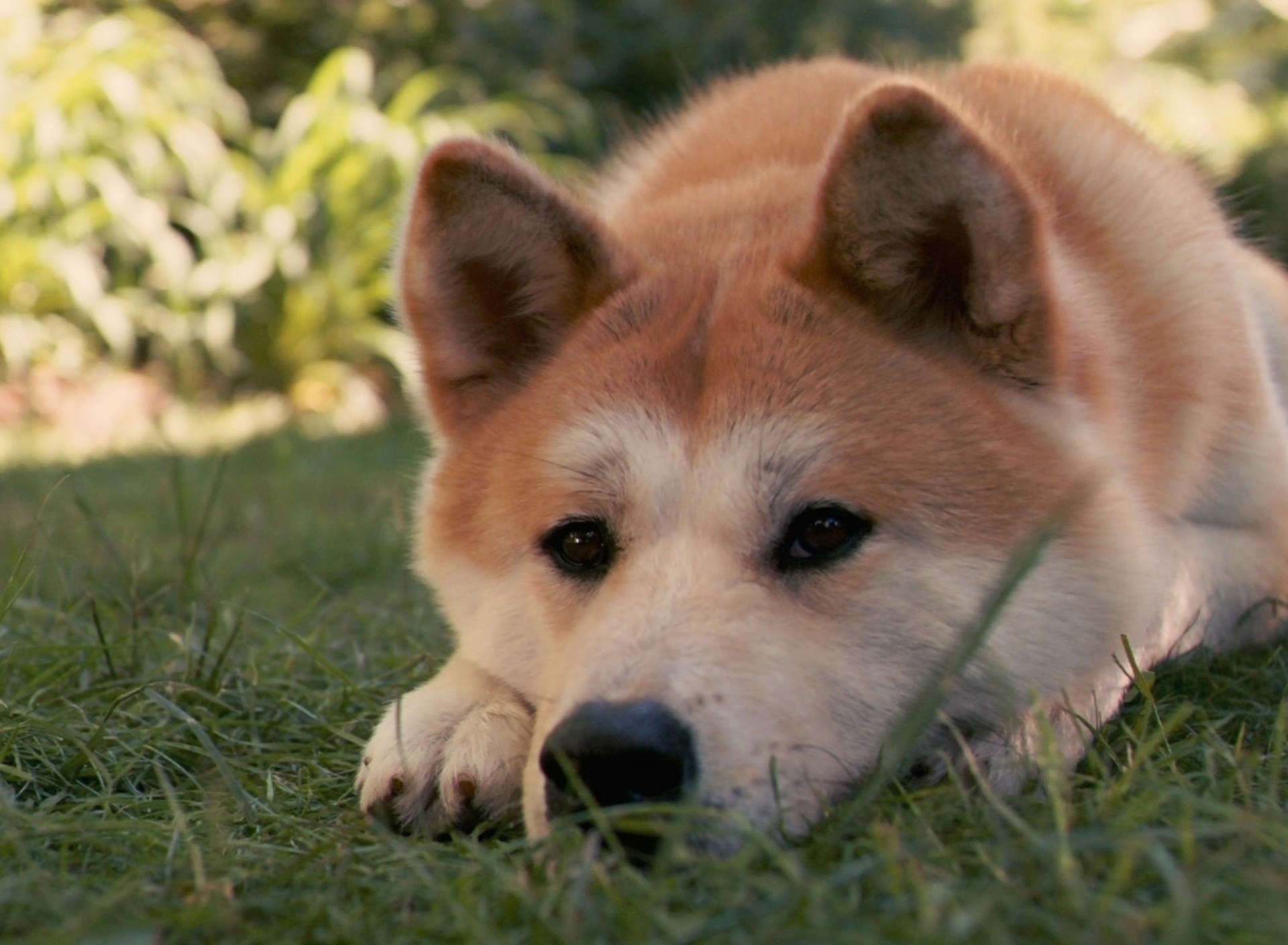 Fondo de pantalla Dog Sitting In The Grass 1920x1408