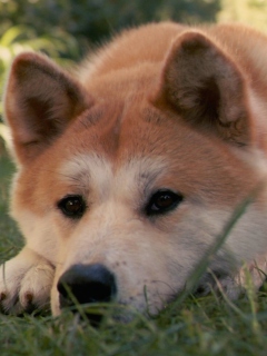 Screenshot №1 pro téma Dog Sitting In The Grass 240x320