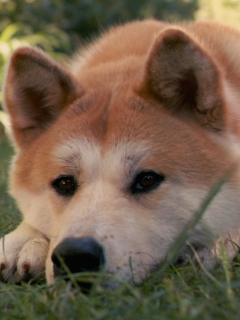 Sfondi Dog Sitting In The Grass 240x320