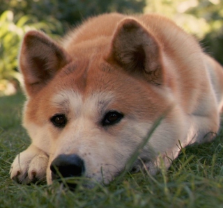 Dog Sitting In The Grass - Obrázkek zdarma pro iPad mini