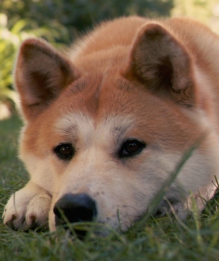 Dog Sitting In The Grass - Obrázkek zdarma pro iPhone 4