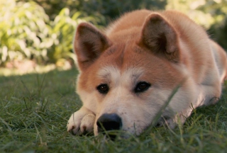 Dog Sitting In The Grass - Obrázkek zdarma pro Xiaomi Mi 4