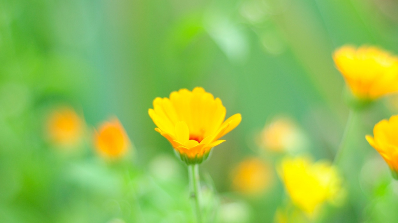 Screenshot №1 pro téma Yellow Flowers 1366x768