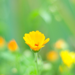 Yellow Flowers - Obrázkek zdarma pro 208x208