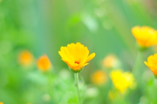Yellow Flowers sfondi gratuiti per cellulari Android, iPhone, iPad e desktop