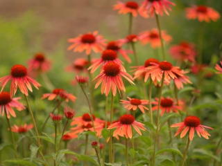 Fondo de pantalla Red Daisies 320x240