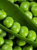 Обои Green Peas 132x176