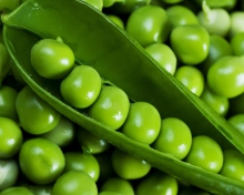 Green Peas wallpaper 220x176