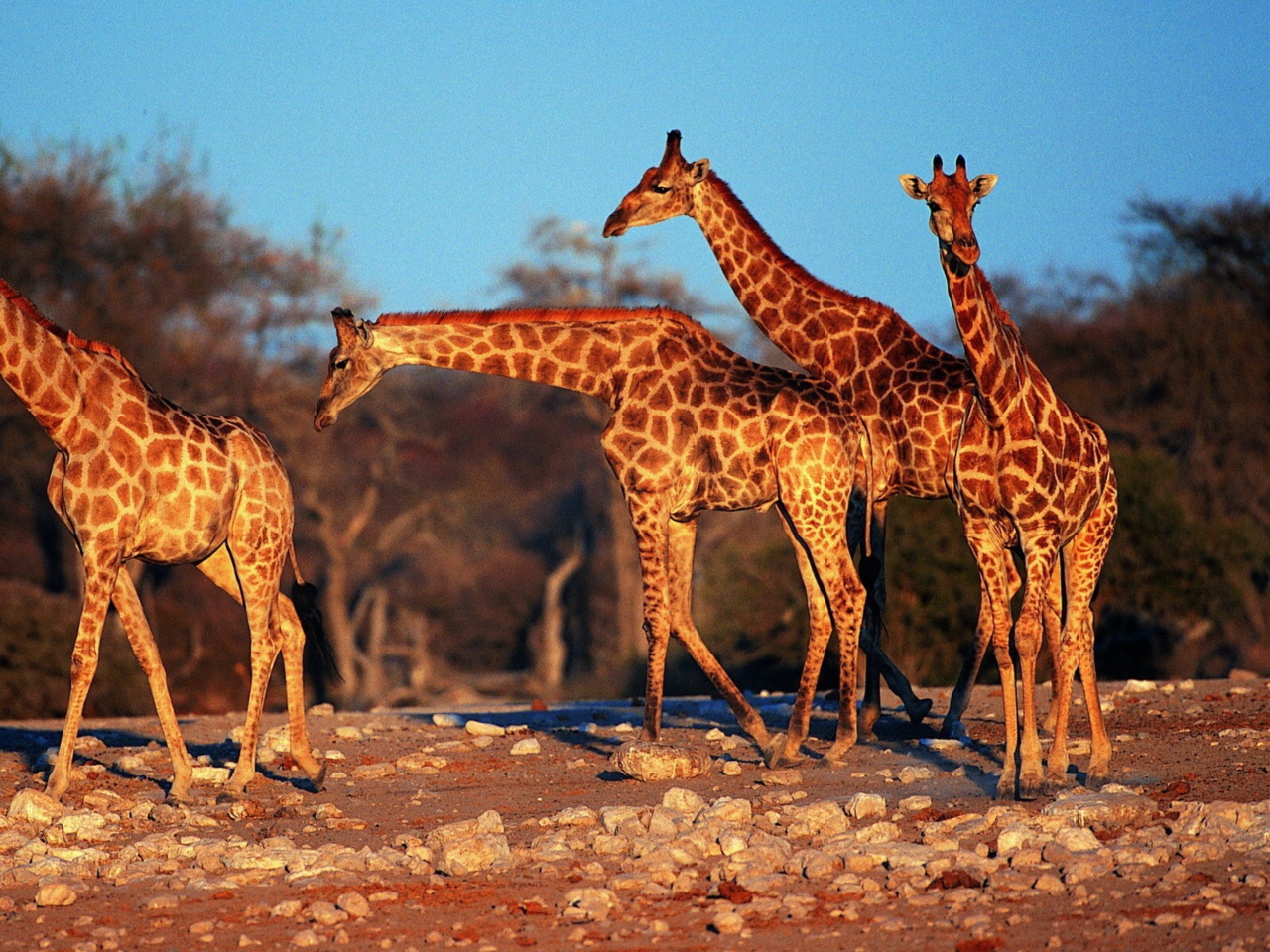 Das Giraffes Wallpaper 1280x960