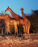 Sfondi Giraffes 128x160