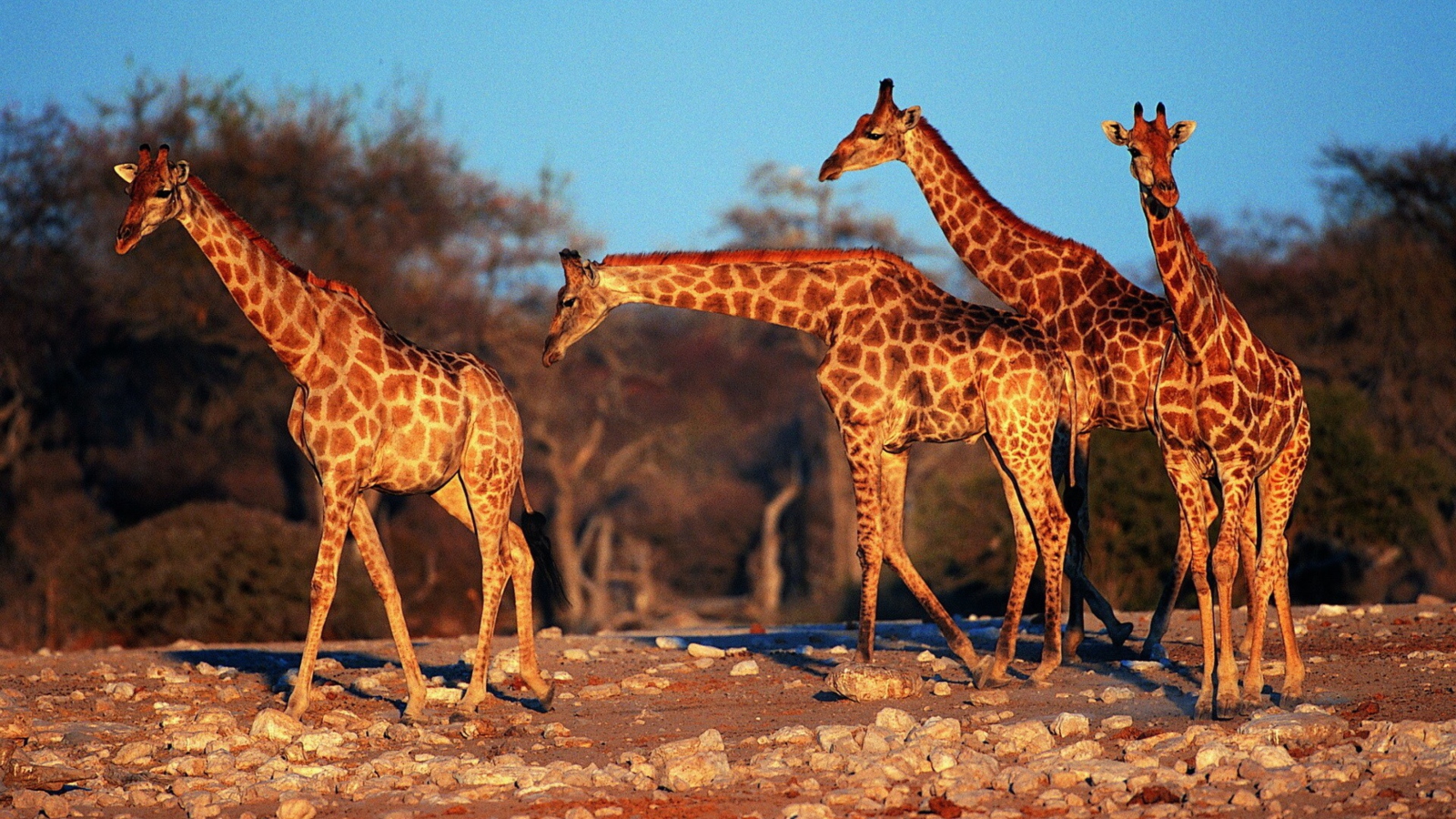 Screenshot №1 pro téma Giraffes 1600x900