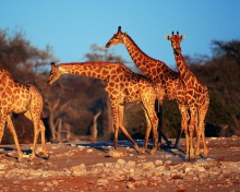 Screenshot №1 pro téma Giraffes 220x176