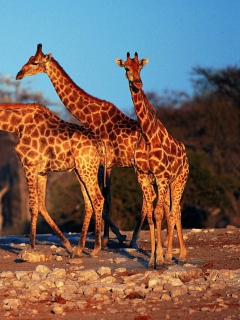 Fondo de pantalla Giraffes 240x320