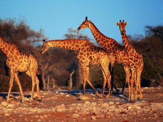 Fondo de pantalla Giraffes 320x240
