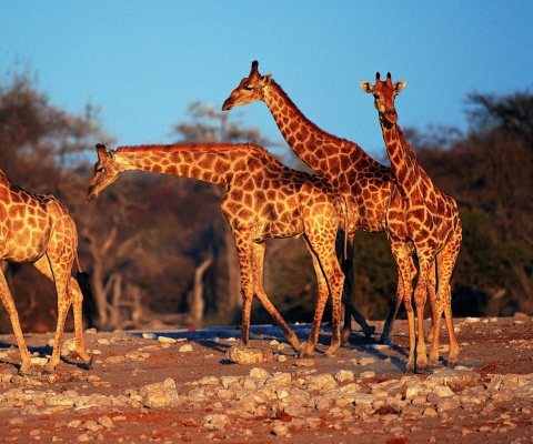 Fondo de pantalla Giraffes 480x400