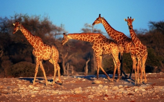 Giraffes - Obrázkek zdarma 