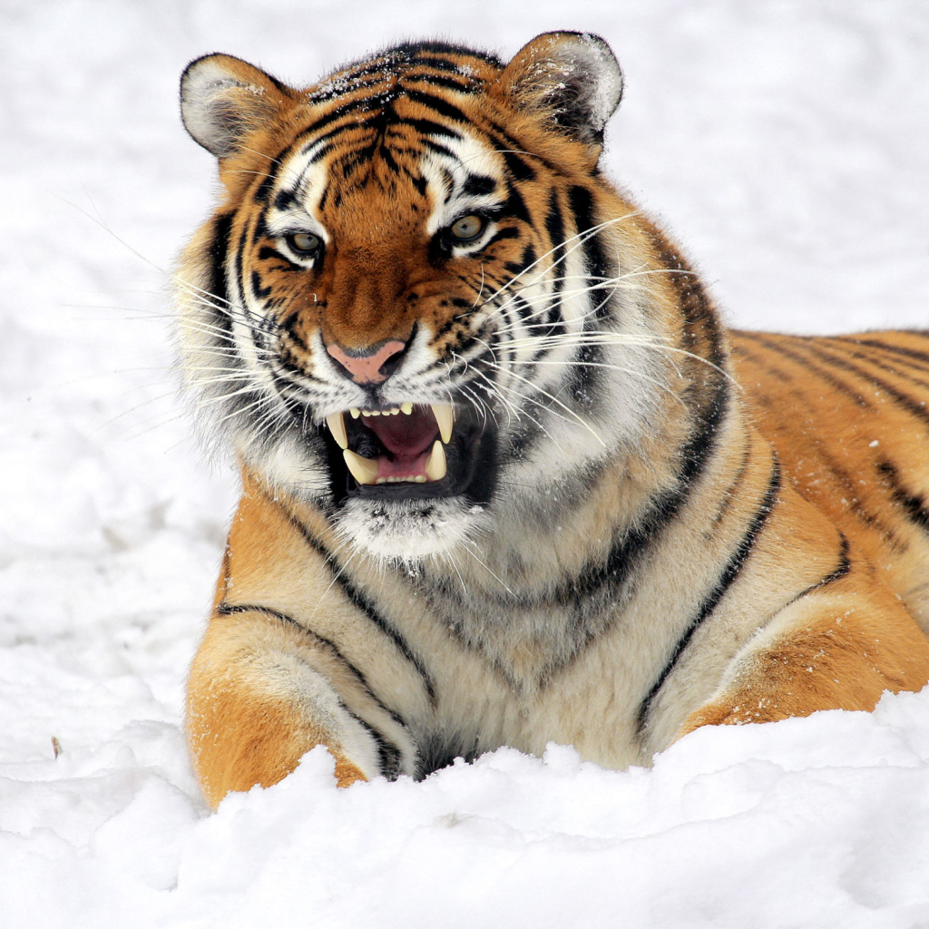 Tiger In The Snow screenshot #1 1024x1024