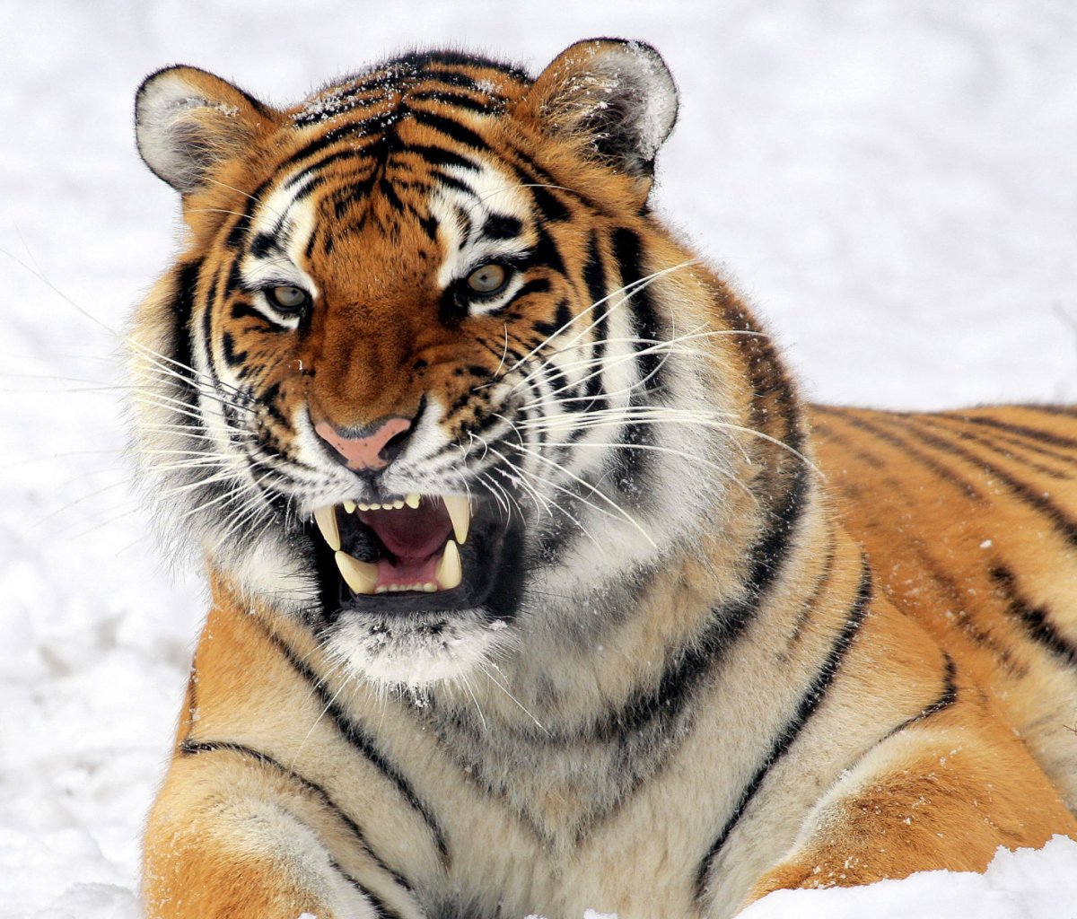 Screenshot №1 pro téma Tiger In The Snow 1200x1024