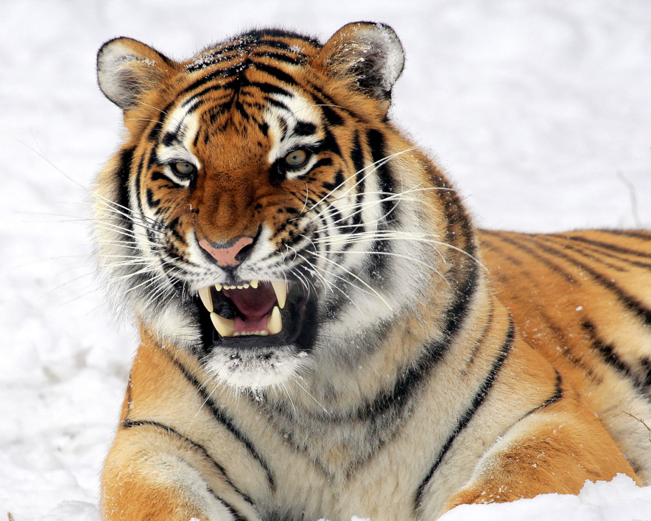 Screenshot №1 pro téma Tiger In The Snow 1280x1024