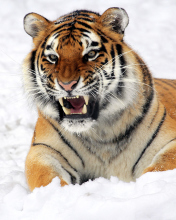 Обои Tiger In The Snow 176x220