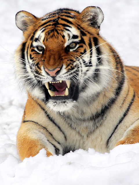 Screenshot №1 pro téma Tiger In The Snow 480x640