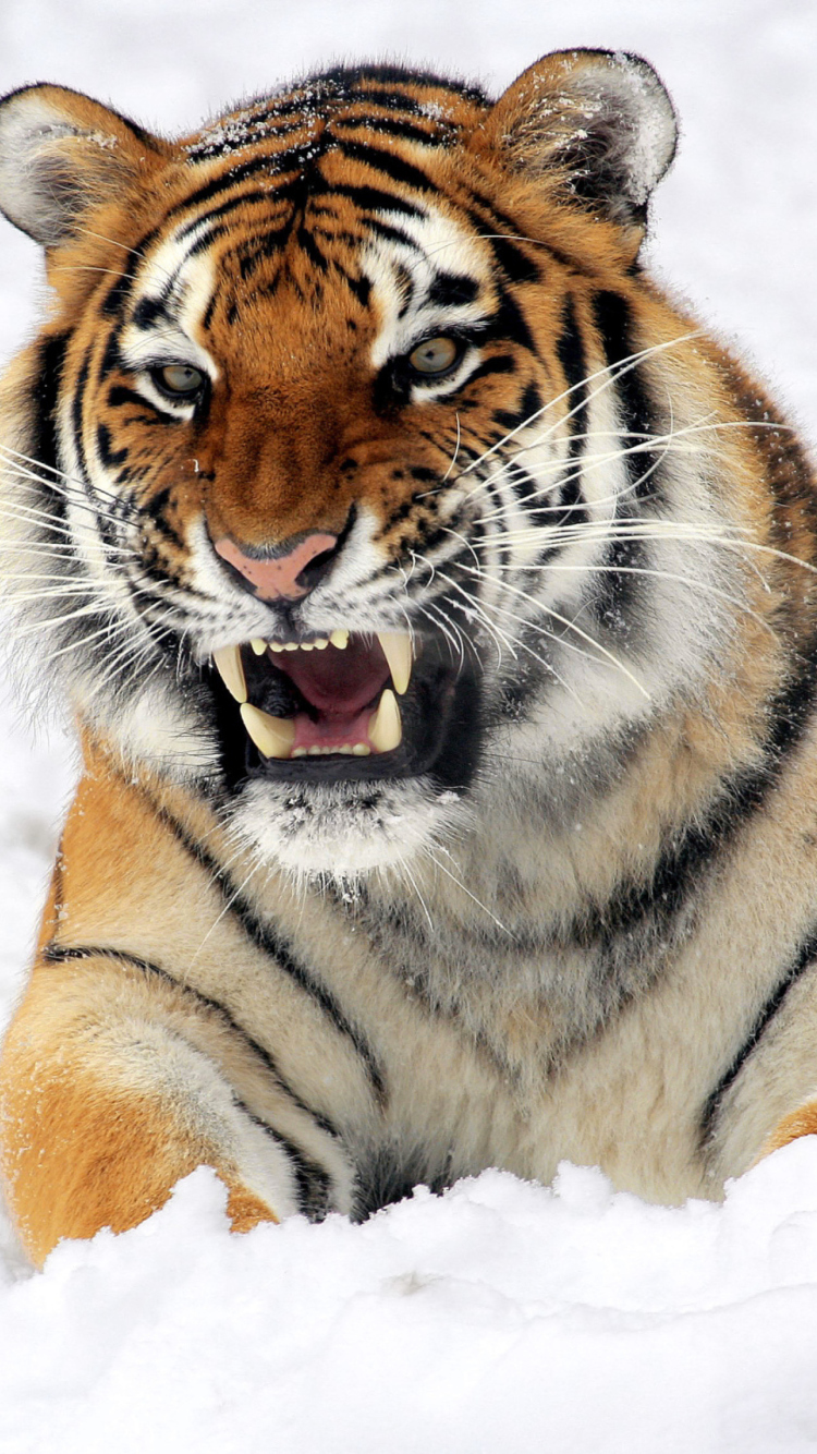 Tiger In The Snow wallpaper 750x1334