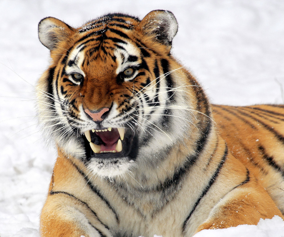 Sfondi Tiger In The Snow 960x800