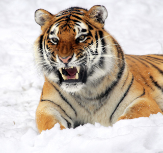 Tiger In The Snow Background for 208x208