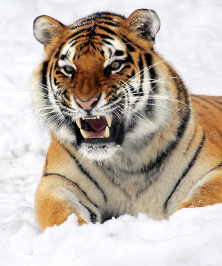 Tiger In The Snow - Obrázkek zdarma pro 360x640