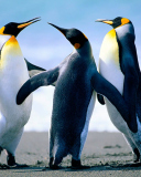 Screenshot №1 pro téma Penguins by J. R. ANIL KUMAR 128x160