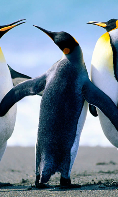 Screenshot №1 pro téma Penguins by J. R. ANIL KUMAR 480x800