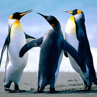 Penguins by J. R. ANIL KUMAR - Fondos de pantalla gratis para iPad mini 2