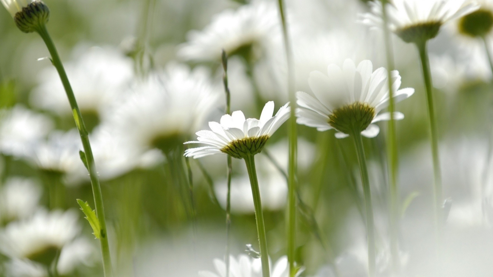 Screenshot №1 pro téma Field Of Daisies 1600x900