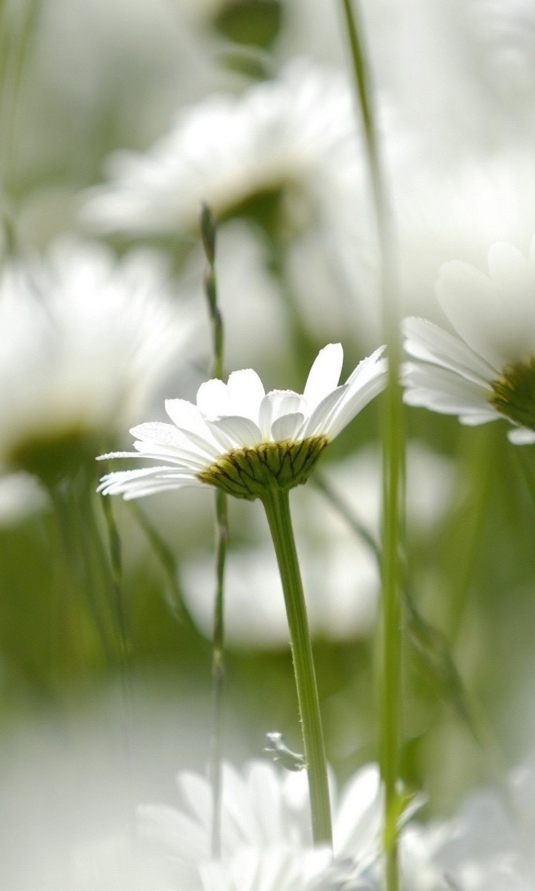 Screenshot №1 pro téma Field Of Daisies 768x1280