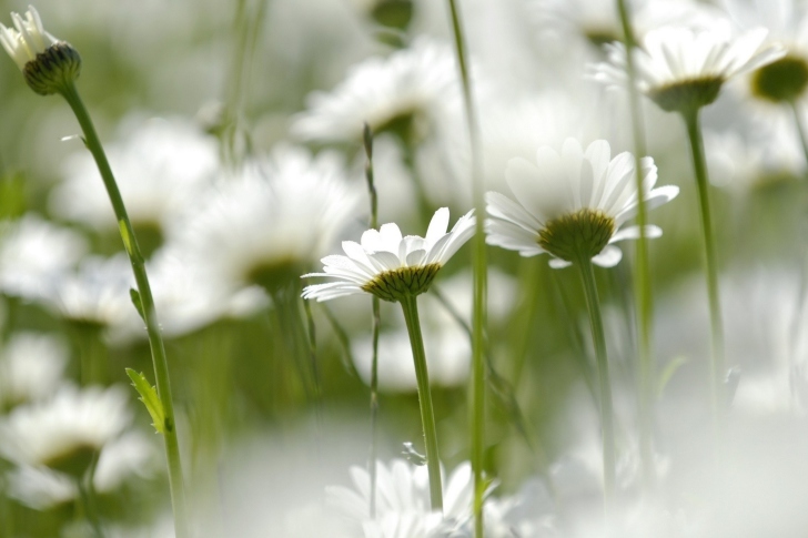 Обои Field Of Daisies