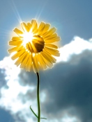 Fondo de pantalla Sunny Flower 132x176