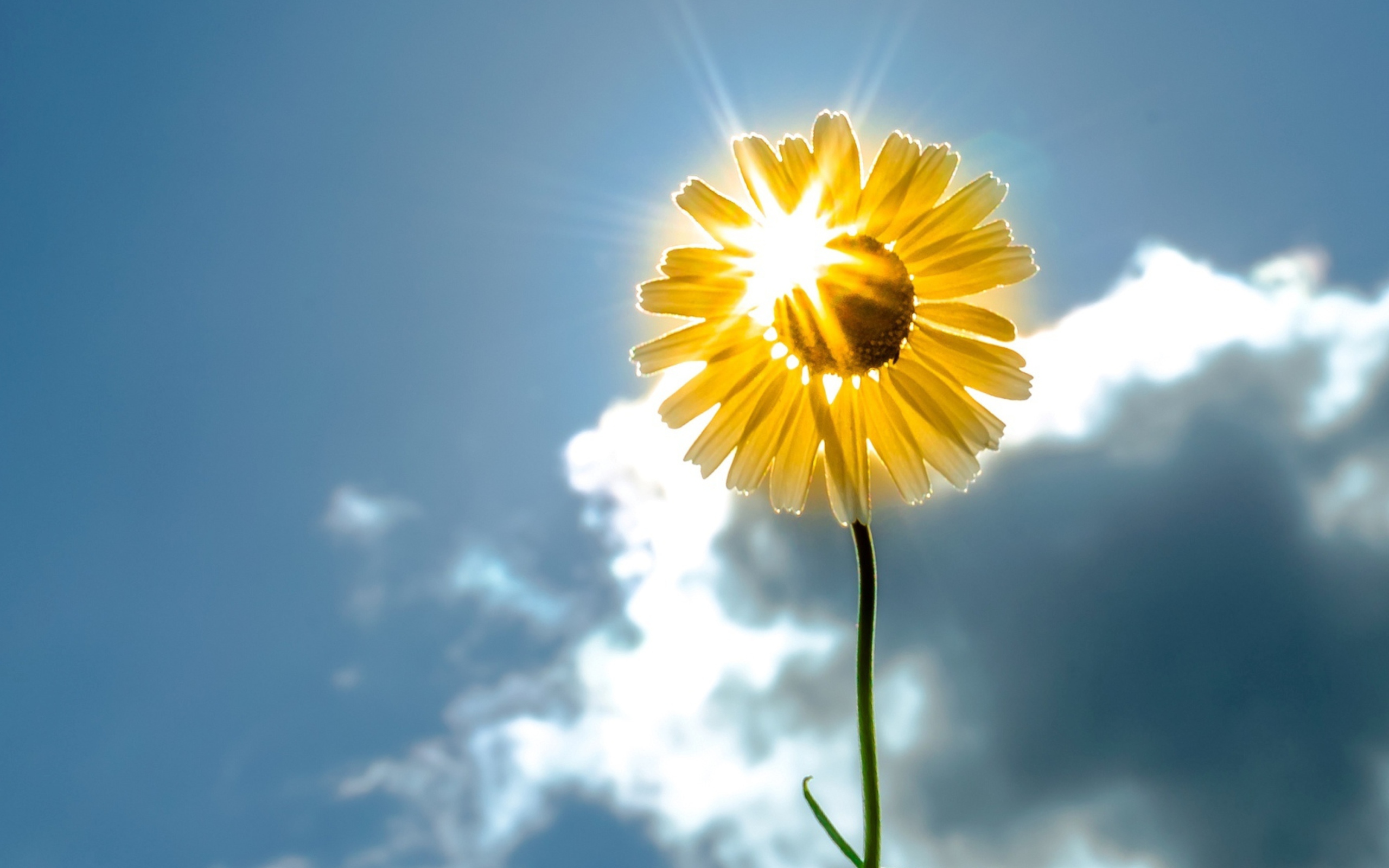 Sfondi Sunny Flower 2560x1600
