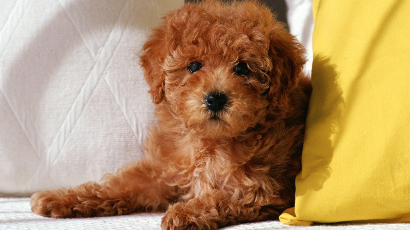 Screenshot №1 pro téma Toy Poodle 1366x768