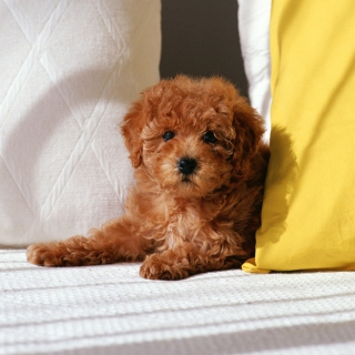 Toy Poodle Wallpaper for 2048x2048