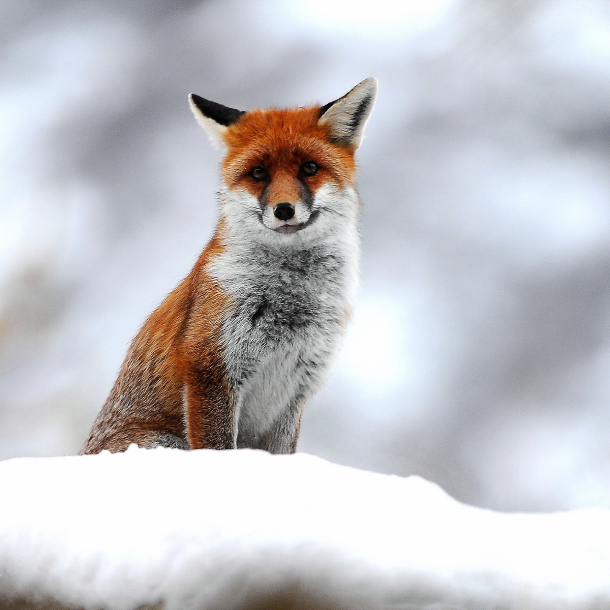 Cute Fox In Winter wallpaper 2048x2048