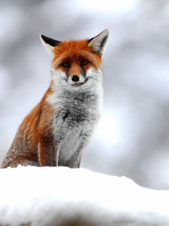 Обои Cute Fox In Winter 240x320