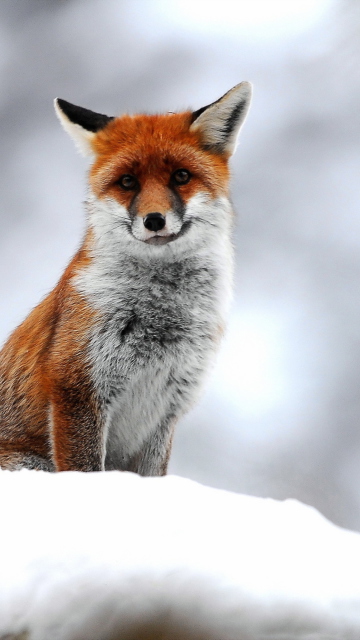 Cute Fox In Winter wallpaper 360x640