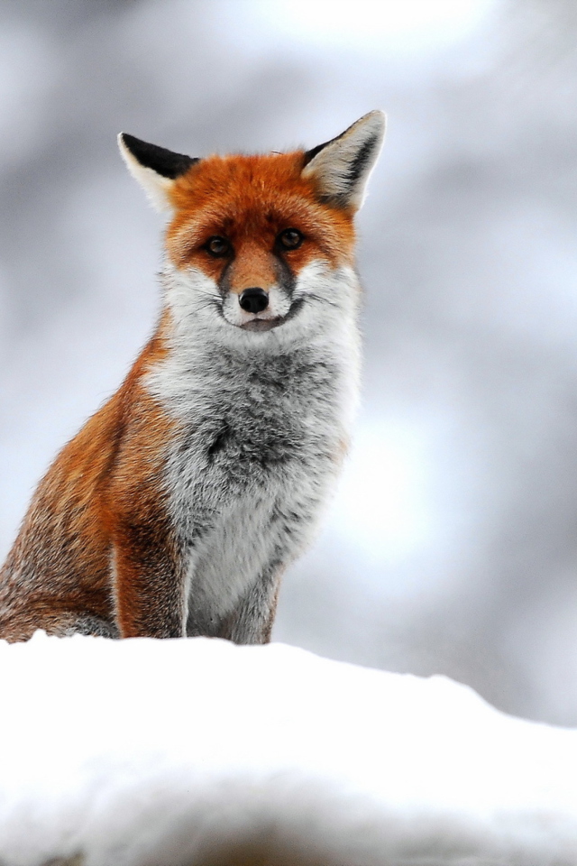 Обои Cute Fox In Winter 640x960