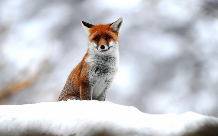 Cute Fox In Winter wallpaper